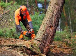 Best Pest Control for Lawns  in Eastvale, CA