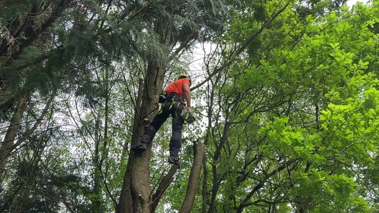 Best Tree Disease Treatment  in Eastvale, CA