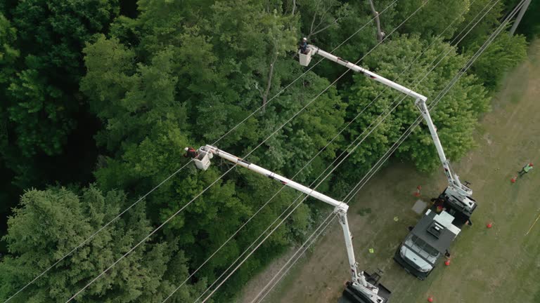 How Our Tree Care Process Works  in  Eastvale, CA