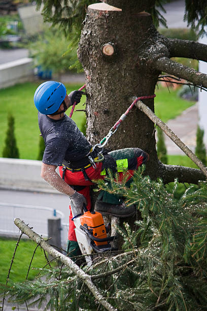 Tree and Shrub Care in Eastvale, CA