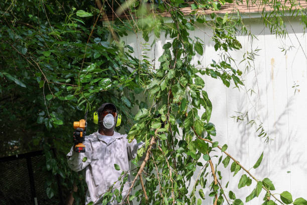 Professional Tree Removal in Eastvale, CA